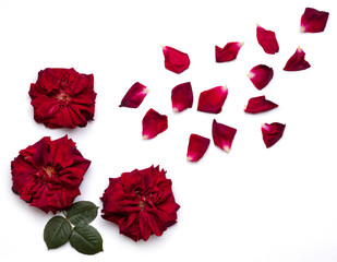 Big red roses flowers with rose petals on white surface