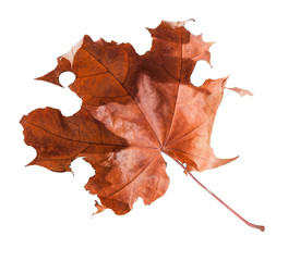 autumn maple leaf