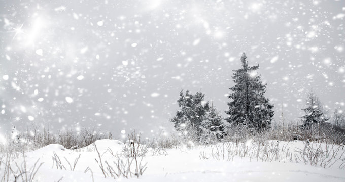 Fototapeta Christmas background with snowy fir trees