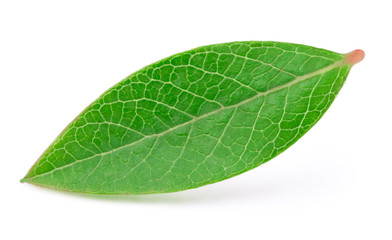 Blueberry leaf isolated on a white background with clipping path