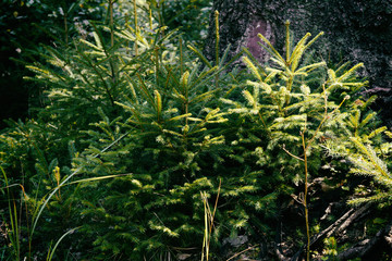 Sun and shadows in forest. Slovakia