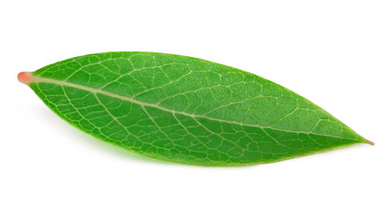 Fototapeta na wymiar Blueberry leaf isolated on a white background with clipping path