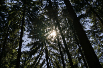 Fototapeta premium Sun and shadows in forest. Slovakia