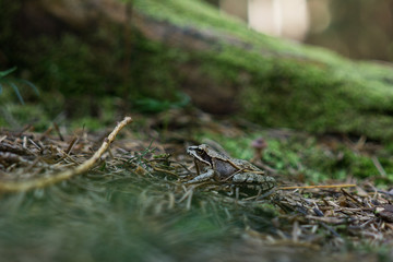 Frog. Slovakia