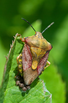 Female of bug postpones eggs for leaf.