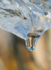 Obraz na płótnie Canvas Tiny mite marssi in ice and spring thaw.