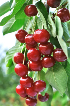 ripe sweet cherries on a tree