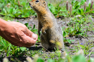 gopher in the green grass.
