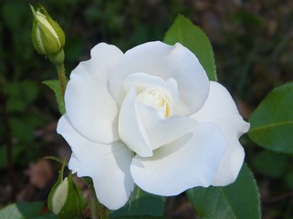 White Rose First Bloom