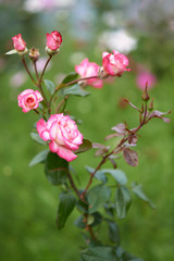 Shrub roses in the garden.
