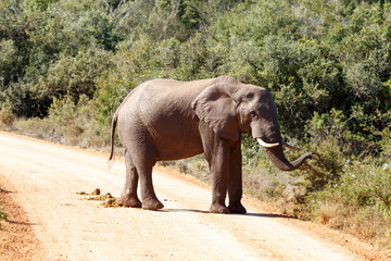 Bush Elephant standing on the dusty road