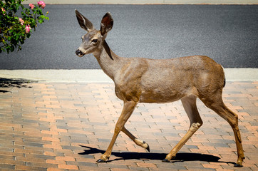 Deer walks visiting Southern California front yard