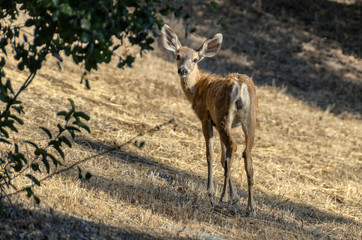 Young deer on California suburbs looking at camera