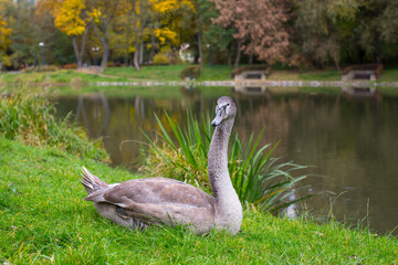 Grey Swan on the grass near the lake.