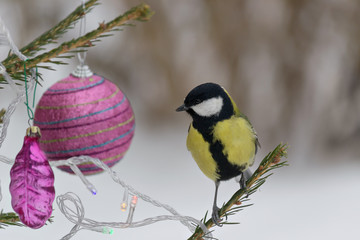 Titmouse sitting on a branch of spruce, decorated for Christmas.