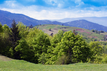 landscape of a Carpathians mountains with green trees and fir-tr