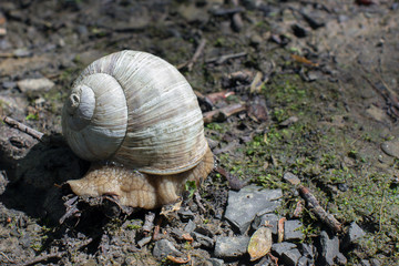 snail