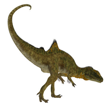 Concavenator Dinosaur Tail - Concavenator was a carnivorous theropod dinosaur that lived in Spain in the Cretaceous Period.