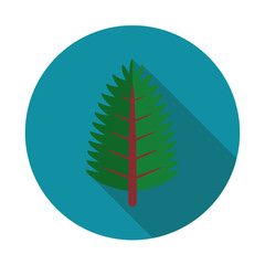 spruce tree vector flat icon