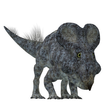 Protoceratops Dinosaur on White - Protoceratops was a herbivorous Ceratopsian dinosaur that lived in Mongolia in the Cretaceous Period.