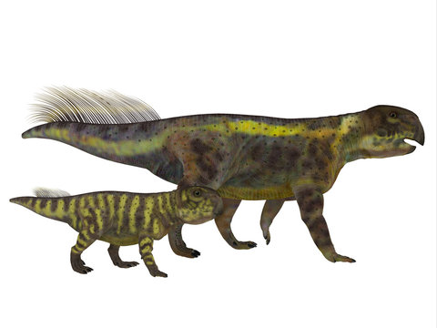 Psittacosaurus Dinosaur with Juvenile - Psittacosaurus was a Ceratopsian herbivorous dinosaur that lived in Asia in the Cretaceous Period. 