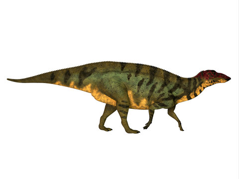 Shuangmiaosaurus Side Profile - Shuangmiaosaurus was a herbivorous iguanodon dinosaur that lived in China in the Cretaceous Period.