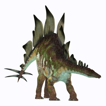Stegosaurus Dinosaur on White - Stegosaurus was an armored herbivorous dinosaur that lived in North America during the Jurassic Period.