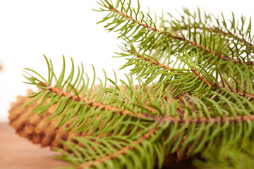 spruce cones on a white background