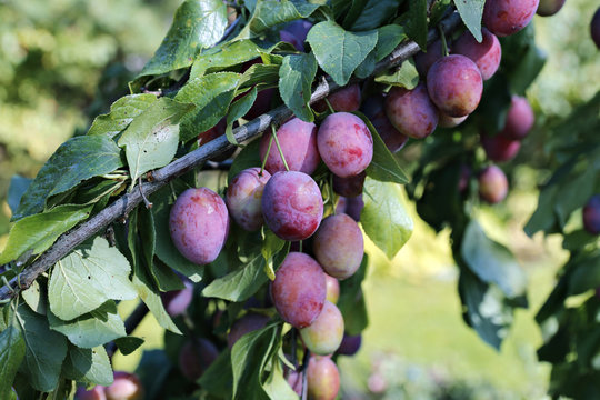 Plum fruits on the branch in autumn