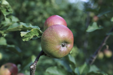 Juicy apples on a branch columnar apple trees