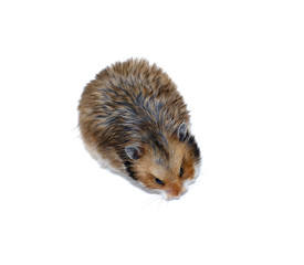 Brown Syrian hamster isolated