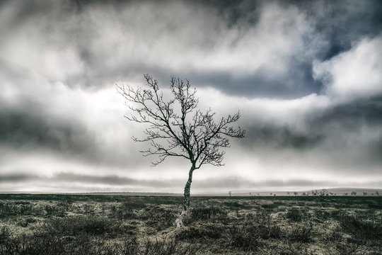 Bare tree on landscape against cloudy sky