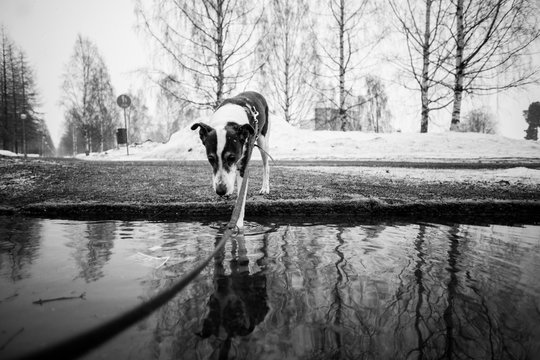 Jack Russell dog by water, Finland, black and white 