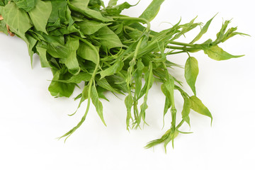 Gymnema inodorum Decne. Native vegetation of northern Thailand have medicinal properties.