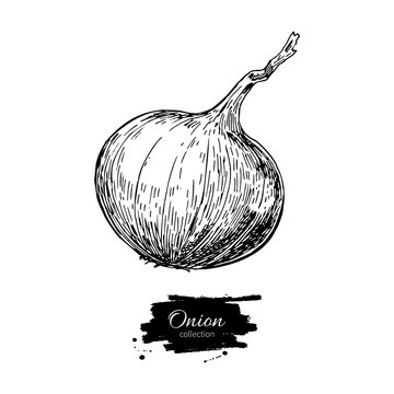 Onion hand drawn vector illustration. Isolated Vegetable engrave