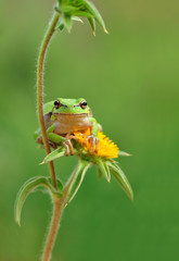 Treef frog
