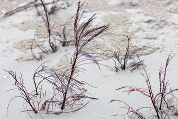 group of dry tree on sand near sea