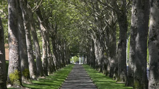 A sidewalk lined on both sides with trees in the summer. people jogging in the distance.
