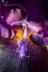 Fotobehang Iris paarse irisbloem close-up