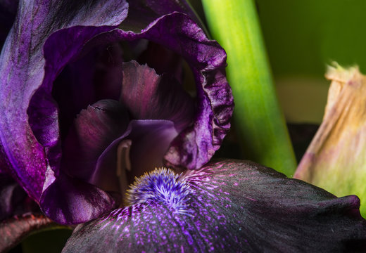 purple iris flower close up