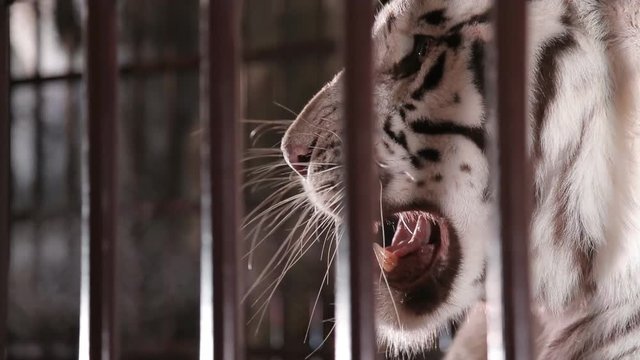 white tiger roaring in a cage ; slow motion