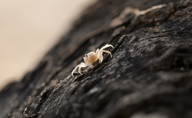 little crab