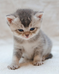 Portrait of Scottish stright and fold