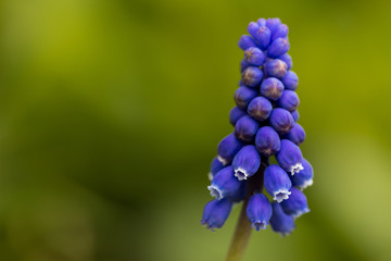 Grape Hyacinth