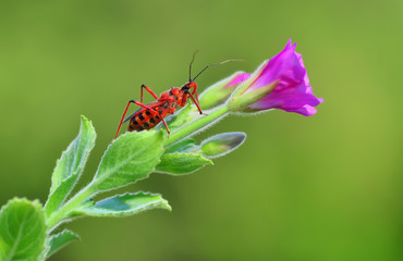 red bug