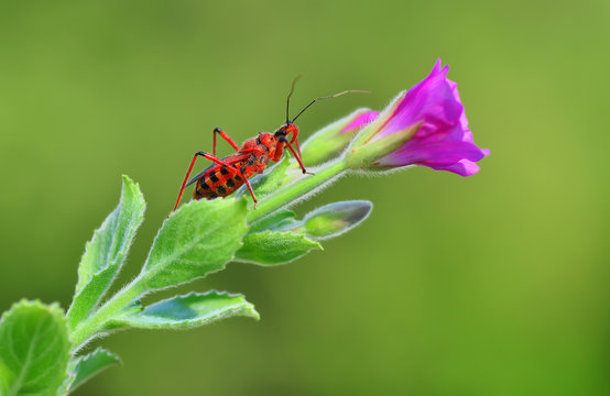 Red Bug