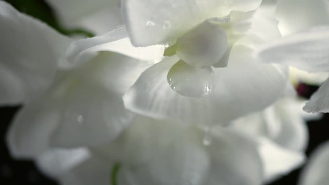 Plant/flower in the rain drops, Red Epic slow motion clip
