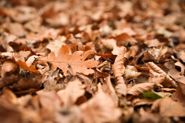 Colorful autumn leaves on the ground