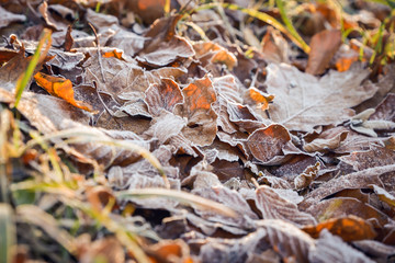 Frozen autumn frost cold morning ice leaves background