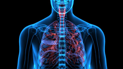 Male anatomy of human respiratory system in x-ray. 3d render